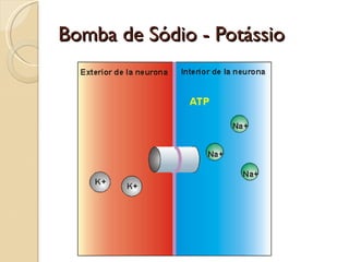 Bomba de Sódio - Potássio
 