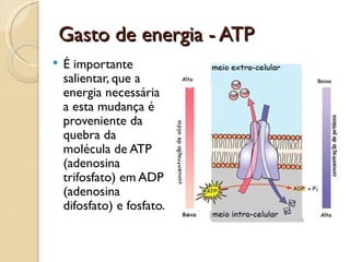 Gasto de energia - ATP
   É importante
    salientar, que a
    energia necessária
    a esta mudança é
    proveniente da
    quebra da
    molécula de ATP
    (adenosina
    trifosfato) em ADP
    (adenosina
    difosfato) e fosfato.
 