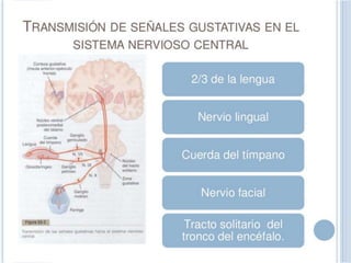 Transmición de las señales gustativas en el sistema nervioso central