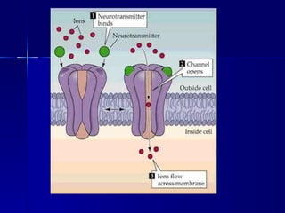 Dibujo canal por ligando 