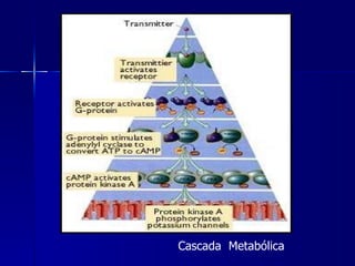 Cascada  Metabólica 