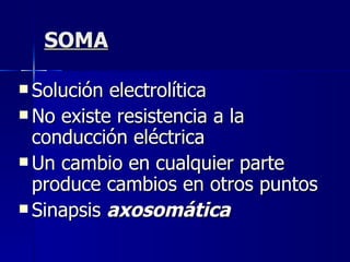 SOMA Solución electrolítica No existe resistencia a la conducción eléctrica Un cambio en cualquier parte produce cambios en otros puntos Sinapsis  axosomática 