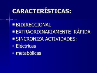 CARACTERÍSTICAS: BIDIRECCIONAL EXTRAORDINARIAMENTE  RÁPIDA SINCRONIZA ACTIVIDADES: Eléctricas metabólicas 