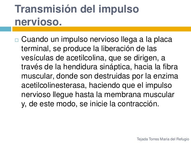 Hasta Cuando Se Pagan Las Placas En Cd Juarez Sin Recargos | transmisi 243 n de impulsos desde los nervios a las fibras del Hasta Cuando Se Pagan Las Placas En Cd Juarez Sin Recargos | transmisi 243 n de impulsos desde los nervios a las fibras del