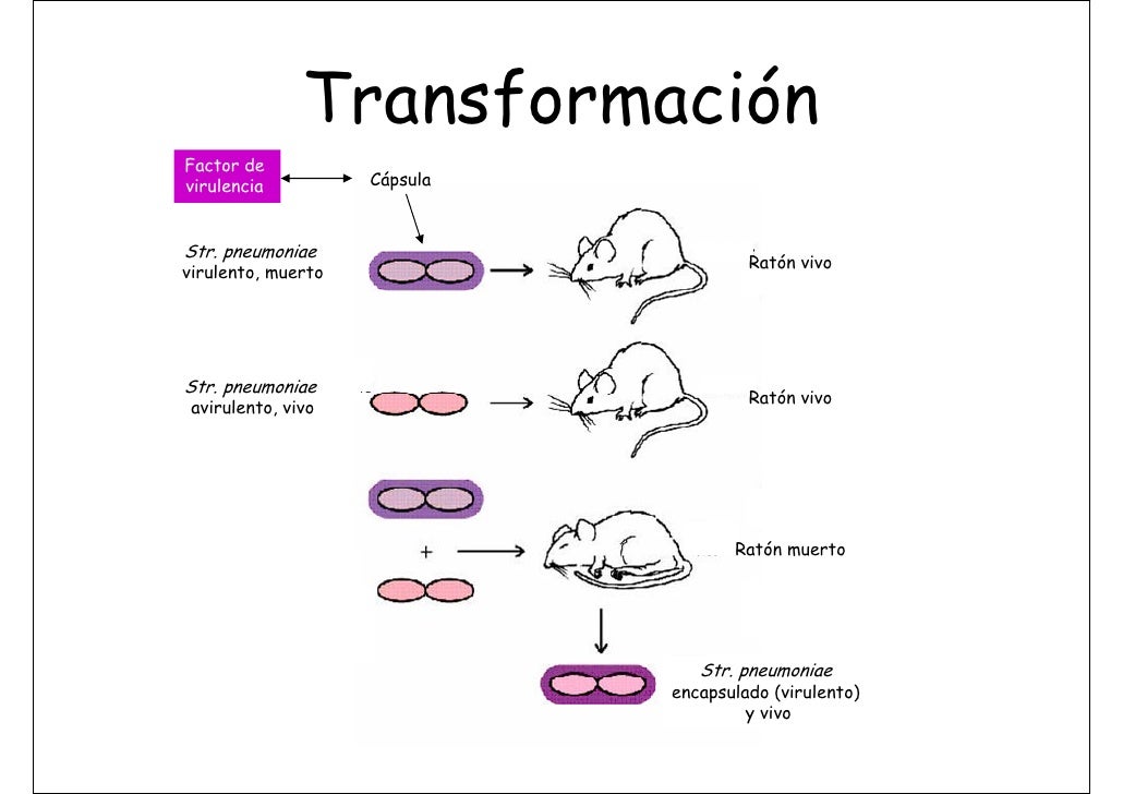 TransmisióN De La InformacióN GenéTica TransmisióN De La InformacióN GenéTica