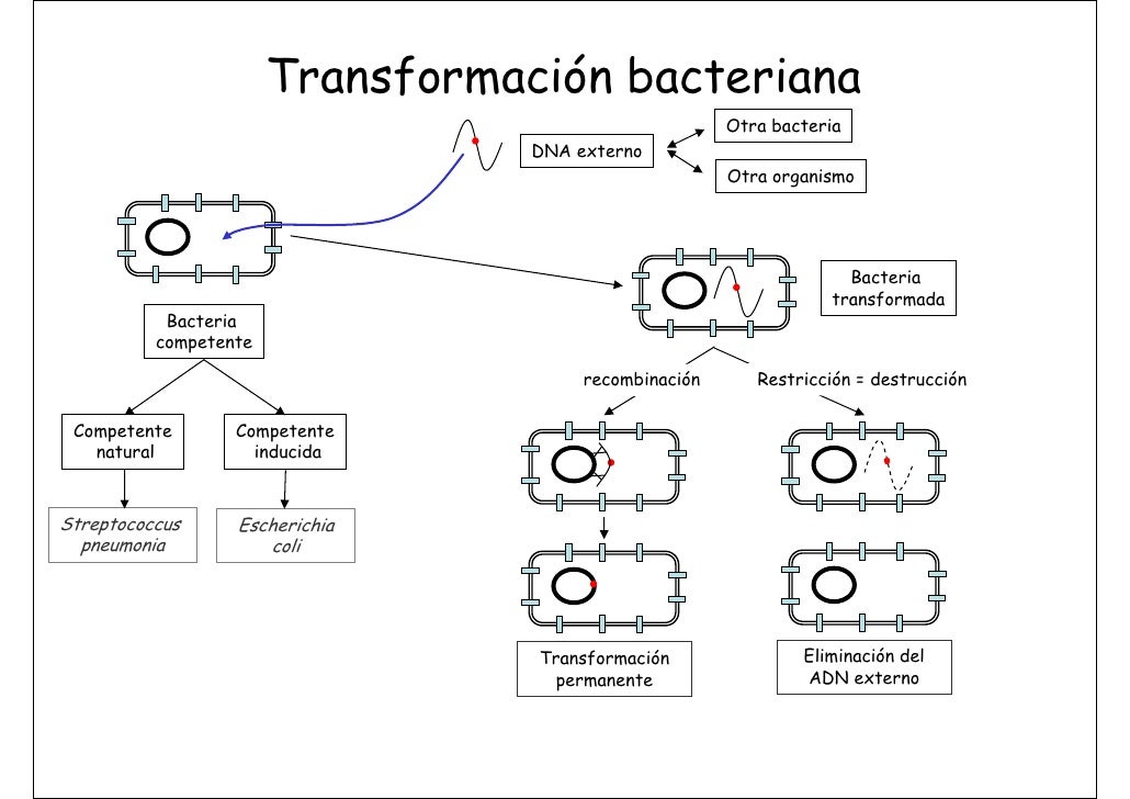 recombinacin bacteriana essay Recombinacin bacteriana essay english university college an overview of the tragic and satirical elements of macbeth a play by william shakespeare. recombinacin bacteriana essay Recombinacin bacteriana essay english university college an overview of the tragic and satirical elements of macbeth a play by william shakespeare.
