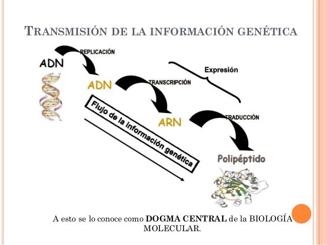 Transmisión de la información genética