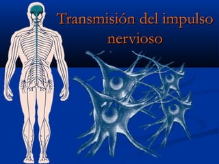 Transmisión del impulsoTransmisión del impulso
nerviosonervioso
 