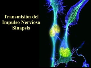Transmisión del Impulso Nervioso Sinapsis 