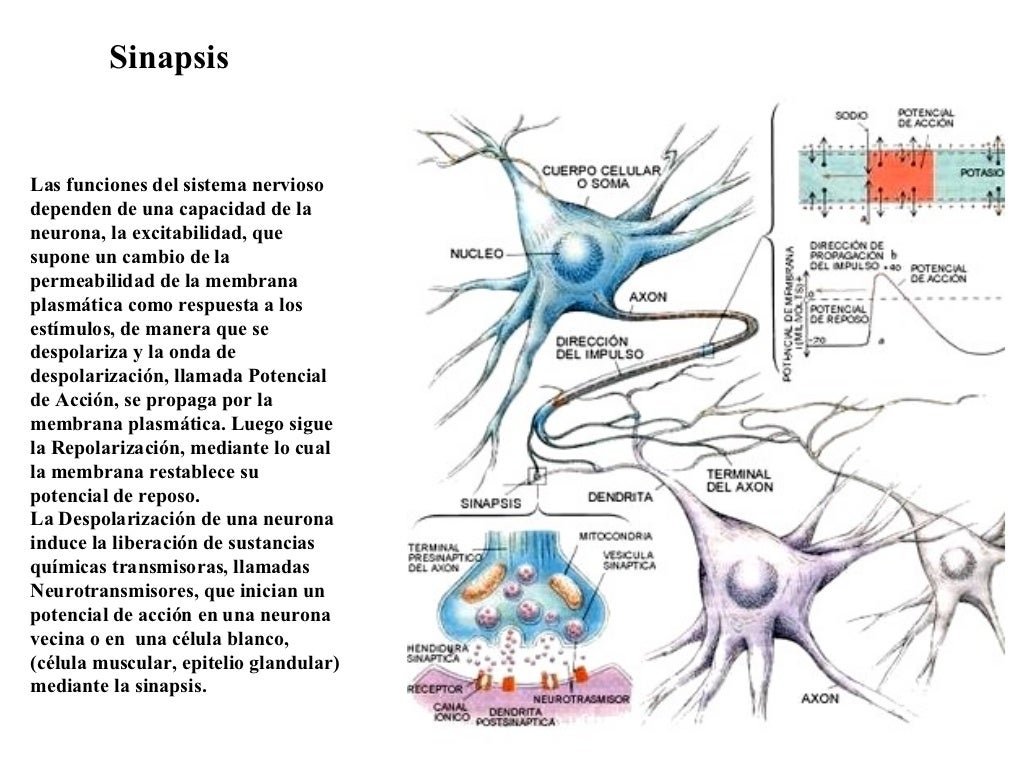 TransmisióN Del Impulso Nervioso. Sinapsis TransmisióN Del Impulso Nervioso. Sinapsis