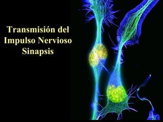 Transmisión del
Impulso Nervioso
Sinapsis
 