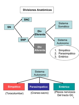 Divisiones Anatómicas


                 SNC
                                           Sistema
 SN                                        Somático
                            Div
                          Eferente

             SNP                         Sistema
                                         Autonomo
                            Div
                          Aferente      1. Simpático
                                        2. Parasimpático
                                        3. Entérico




                          Sistema
                          Autonomo



 Simpático             Parasimpatico       Entérico

                       (Craneo-sacro)   (Plexos nerviosos
(Toracolumbar)
                                          Del tracto GI)
                                                       1
 