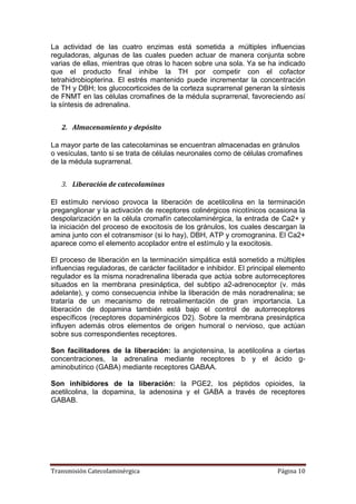 Transmisión Catecolaminérgica Página 10
La actividad de las cuatro enzimas está sometida a múltiples influencias
reguladoras, algunas de las cuales pueden actuar de manera conjunta sobre
varias de ellas, mientras que otras lo hacen sobre una sola. Ya se ha indicado
que el producto final inhibe la TH por competir con el cofactor
tetrahidrobiopterina. El estrés mantenido puede incrementar la concentración
de TH y DBH; los glucocorticoides de la corteza suprarrenal generan la síntesis
de FNMT en las células cromafines de la médula suprarrenal, favoreciendo así
la síntesis de adrenalina.
2. Almacenamiento y depósito
La mayor parte de las catecolaminas se encuentran almacenadas en gránulos
o vesículas, tanto si se trata de células neuronales como de células cromafines
de la médula suprarrenal.
3. Liberación de catecolaminas
El estímulo nervioso provoca la liberación de acetilcolina en la terminación
preganglionar y la activación de receptores colinérgicos nicotínicos ocasiona la
despolarización en la célula cromafín catecolaminérgica, la entrada de Ca2+ y
la iniciación del proceso de exocitosis de los gránulos, los cuales descargan la
amina junto con el cotransmisor (si lo hay), DBH, ATP y cromogranina. El Ca2+
aparece como el elemento acoplador entre el estímulo y la exocitosis.
El proceso de liberación en la terminación simpática está sometido a múltiples
influencias reguladoras, de carácter facilitador e inhibidor. El principal elemento
regulador es la misma noradrenalina liberada que actúa sobre autorreceptores
situados en la membrana presináptica, del subtipo a2-adrenoceptor (v. más
adelante), y como consecuencia inhibe la liberación de más noradrenalina; se
trataría de un mecanismo de retroalimentación de gran importancia. La
liberación de dopamina también está bajo el control de autorreceptores
específicos (receptores dopaminérgicos D2). Sobre la membrana presináptica
influyen además otros elementos de origen humoral o nervioso, que actúan
sobre sus correspondientes receptores.
Son facilitadores de la liberación: la angiotensina, la acetilcolina a ciertas
concentraciones, la adrenalina mediante receptores b y el ácido g-
aminobutírico (GABA) mediante receptores GABAA.
Son inhibidores de la liberación: la PGE2, los péptidos opioides, la
acetilcolina, la dopamina, la adenosina y el GABA a través de receptores
GABAB.
 