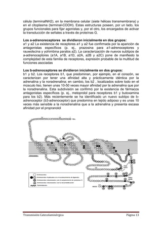 Transmisión Catecolaminérgica Página 13
célula (terminalNH2), en la membrana celular (siete hélices transmembrana) y
en el citoplasma (terminal-COOH). Estas estructuras poseen, por un lado, los
grupos funcionales para fijar agonistas y, por el otro, los encargados de activar
la transducción de señales a través de proteínas G.
Los a-adrenoreceptores se dividieron inicialmente en dos grupos:
a1 y a2 La existencia de receptores a1 y a2 fue confirmada por la aparición de
antagonistas específicos (p. ej., prazosina para a1-adrenoceptores y
rauwolscina y yohimbina paralos a2). La caracterización de nuevos subtipos de
a-adrenoceptores (a1A, a1B, a1D, a2A, a2B y a2C) pone de manifiesto la
complejidad de esta familia de receptores, expresión probable de la multitud de
funciones asociadas
Los b-adrenoceptores se dividieron inicialmente en dos grupos:
b1 y b2. Los receptores b1, que predominan, por ejemplo, en el corazón, se
caracterizan por tener una afinidad alta y prácticamente idéntica por la
adrenalina y la noradrenalina; en cambio, los b2 , localizados sobre todo en el
músculo liso, tienen unas 10-50 veces mayor afinidad por la adrenalina que por
la noradrenalina. Esta subdivisión se confirmó por la existencia de fármacos
antagonistas específicos (p. ej., metoprolol para receptores b1 y butoxamina
para los b2). Más recientemente se ha identificado un nuevo subtipo de b-
adrenoceptor (b3-adrenoceptor) que predomina en tejido adiposo y es unas 10
veces más sensible a la noradrenalina que a la adrenalina y presenta escasa
afinidad por el propranolol
 