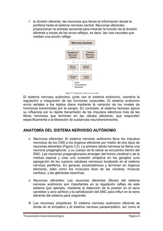 Transmisión Catecolaminérgica Página 4
 la división aferente, las neuronas que llevan la información desde la
periferia hasta el sistema nervioso central. Neuronas aferentes
proporcionan la entrada sensorial para modular la función de la división
eferente a través de los arcos reflejos, es decir, las vías neurales que
median una acción refleja.
El sistema nervioso autónomo, junto con el sistema endocrino, coordina la
regulación e integración de las funciones corporales. El sistema endocrino
envía señales a los tejidos diana mediante la variación de los niveles de
hormonas transmitidas por la sangre. En contraste, el sistema nervioso ejerce
su influencia por la rápida transmisión de los impulsos eléctricos más de las
fibras nerviosas que terminan en las células efectoras, que responden
específicamente a la liberación de sustancias neurotransmisores.
ANATOMÍA DEL SISTEMA NERVIOSO AUTÓNOMO
 Neuronas eferentes: El sistema nervioso autónomo lleva los impulsos
nerviosos de los CNS a los órganos efectores por medio de dos tipos de
neuronas eferentes (Figura 3.2). La primera célula nerviosa se llama una
neurona preganglionar, y su cuerpo de la célula se encuentra dentro del
SNC. Las neuronas preganglionares emergen del tronco cerebral o de la
médula espinal y crea una conexión sináptica en los ganglios (una
agregación de los cuerpos celulares nerviosos localizado en el sistema
nervioso periférico. En general, sonamielínicos y terminan en órganos
efectores, tales como los músculos lisos de las vísceras, músculo
cardiaco, y las glándulas exocrinas.
 Neuronas aferentes: Las neuronas aferentes (fibras) del sistema
nervioso autónomo son importantes en la regulación reflejo de este
sistema (por ejemplo, mediante la detección de la presión en el seno
carotideo y arco aórtico) y la señalización del SNC para influir en la rama
eferente del sistema para responder.
 Las neuronas simpáticas: El sistema nervioso autónomo eferente se
divide en el simpático y el sistema nervioso parasimpático, así como el
 