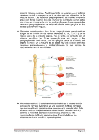 Transmisión Catecolaminérgica Página 5
sistema nervioso entérico. Anatómicamente, se originan en el sistema
nervioso central y emergen a partir de dos regiones diferentes de la
médula espinal. Las neuronas preganglionares del sistema simpático
provienen de las regiones torácica y lumbar de la médula espinal, estas
son cortas en comparación con los postganglionares. Los axones de las
neuronas postganglionares se extienden desde estos ganglios en los
tejidos que inervan y regular.
 Neuronas parasimpáticas: Las fibras preganglionares parasimpáticas
surgen de la cráneo (de los nervios craneales III, VII, IX y X) y de la
región sacra de la médula espinal. Por lo tanto, en contraste con el
sistema simpático, las fibras preganglionares son largas, y las
postganglionares son cortos, con los ganglios cerca de o dentro del
órgano inervado. En la mayoría de los casos hay una conexión entre las
neuronas preganglionares y postganglionares, lo que permite la
respuesta discreta de esta división.
 Neuronas entéricas: El sistema nervioso entérico es la tercera división
del sistema nervioso autónomo. Es una colección de fibras nerviosas
que inervan el tracto gastrointestinal, páncreas y la vesícula biliar. Este
sistema funciona independientemente del sistema nervioso central y
controla la motilidad, secreciones exocrinas y endocrinas, y la
microcirculación del tracto gastrointestinal. Es modulada por los
sistemas nerviosos simpático y parasimpático.
 