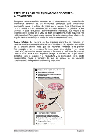 Transmisión Catecolaminérgica Página 8
PAPEL DE LA SNC EN LAS FUNCIONES DE CONTROL
AUTONÓMICOS
Aunque el sistema nervioso autónomo es un sistema de motor, se requiere la
información sensorial de las estructuras periféricas para proporcionar
información sobre el estado de cosas en el cuerpo. Esta información es
proporcionada por las corrientes de impulsos aferentes, originarios de las
vísceras y otras estructuras autonómicamente inervadas, que viajan a la
integración de centros en el SNC es decir, el hipotálamo, bulbo raquídeo y la
médula espinal. Estos centros responden a los estímulos mediante el envío de
impulsos eferentes reflejas a través del sistema nervioso autónomo
Arcos reflejos: La mayoría de los impulsos aferentes se traducen en
respuestas reflejas sin la participación de la conciencia. Por ejemplo, una caída
de la presión arterial hace que las neuronas sensibles a la presión
(barorreceptores en el corazón, la vena cava, arco aórtico y los senos
carotídeos) para enviar menos impulsos a los centros cardiovasculares en el
cerebro. Esto lleva a una respuesta refleja de aumento de la producción
simpático para el corazón y la vasculatura y la disminución de la salida
parasimpática hacia el corazón, lo que se traduce en un aumento
compensatorio en la presión sanguínea y taquicardia.
 