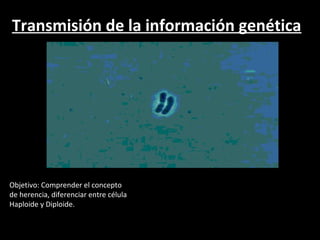 Transmisión de la información genética




Objetivo: Comprender el concepto
de herencia, diferenciar entre célula
Haploide y Diploide.
 