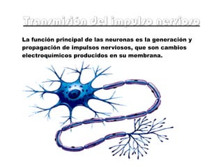 Transmisión del impulso nervioso La función principal de las neuronas es la generación y propagación de impulsos nerviosos, que son cambios  electroquímicos producidos en su membrana. 
