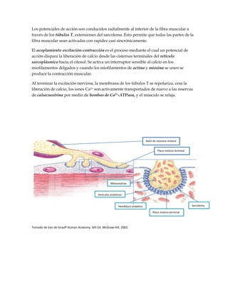 Los potenciales de acción son conducidos radialmente al interior de la fibra muscular a
través de los túbulos T, extensiones del sarcolema. Esto permite que todas las partes de la
fibra muscular sean activadas con rapidez casi sincrónicamente.
El acoplamiento excitación-contracción es el proceso mediante el cual un potencial de
acción dispara la liberación de calcio desde las cisternas terminales del retículo
sarcoplásmico hacia el citosol. Se activa un interruptor sensible al calcio en los
miofilamentos delgados y cuando los miofilamentos de actina y miosina se unen se
produce la contracción muscular.
Al terminar la excitación nerviosa, la membrana de los túbulos T se repolariza, cesa la
liberación de calcio, los iones Ca2+ son activamente transportados de nuevo a las reservas
de calsecuestrina por medio de bombas de Ca2+-ATPasa, y el músculo se relaja.
Tomado de Van de Graaff Human Anatomy. 6th Ed. McGraw Hill, 2002.
Mitocondrias
Vesículas sinápticas
Hendidura sináptica Sarcolema
Placa motora terminal
Axón de neurona motora
Placa motora terminal
 