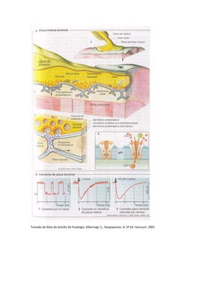 Tomado de Atlas de bolsillo de Fisiología, Silbernagl, S., Despopoulos. A. 5ª Ed. Harcourt. 2001
 