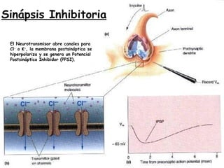 Sinápsis Inhibitoria

 El Neurotransmisor abre canales para
 Cl- o K+, la membrana postsináptica se
 hiperpolariza y se genera un Potencial
 Postsináptico Inhibidor (PPSI).
 