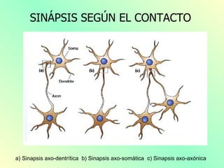 SINÁPSIS SEGÚN EL CONTACTO




a) Sinapsis axo-dentrítica b) Sinapsis axo-somática c) Sinapsis axo-axónica
 