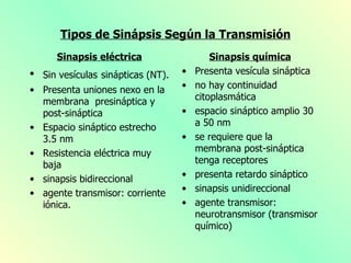 Tipos de Sinápsis Según la Transmisión
      Sinapsis eléctrica                   Sinapsis química
• Sin vesículas sinápticas (NT).   •   Presenta vesícula sináptica
• Presenta uniones nexo en la      •   no hay continuidad
  membrana presináptica y              citoplasmática
  post-sináptica                   •   espacio sináptico amplio 30
• Espacio sináptico estrecho           a 50 nm
  3.5 nm                           •   se requiere que la
• Resistencia eléctrica muy            membrana post-sináptica
  baja                                 tenga receptores
• sinapsis bidireccional           •   presenta retardo sináptico
• agente transmisor: corriente     •   sinapsis unidireccional
  iónica.                          •   agente transmisor:
                                       neurotransmisor (transmisor
                                       químico)
 