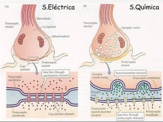 S.Eléctrica   S.Química
 