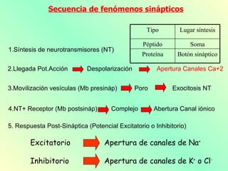 Secuencia de fenómenos sinápticos

                                                  Tipo        Lugar síntesis

                                                 Péptido            Soma
1.Síntesis de neurotransmisores (NT)
                                                Proteína     Botón sináptico

2.Llegada Pot.Acción        Despolarización           Apertura Canales Ca+2


3.Movilización vesículas (Mb presináp)        Poro         Exocitosis NT


4.NT+ Receptor (Mb postsináp)        Complejo        Abertura Canal iónico

5. Respuesta Post-Sináptica (Potencial Excitatorio o Inhibitorio)

        Excitatorio                Apertura de canales de Na+

        Inhibitorio                Apertura de canales de K+ o Cl-
 