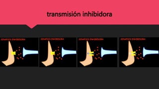 transmisión inhibidora
 