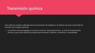 Transmisión química
Casi todas las sinapsis utilizadas para la transmisión de señales en el sistema nervioso central del ser
humano son sinapsis químicas.
 La primera neurona segrega un producto químico (neurotransmisor) a nivel de la terminación
nerviosa, que actúa sobre las proteínas para excitarla, inhibirla o modificar su sensibilidad
 