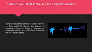 CONDUCCIÓN «UNIDIRECCIONAL» EN LA SINAPSIS QUIMICA
Siempre conducen las señales en un solo sentido:
es decir, desde la neurona que segrega la
sustancia transmisora (neurona presinaptica),
hasta la neurona sobre la que actúa el transmisor
(neurona postsinaptica).
 