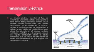 Transmisión Eléctrica
 Las sinapsis eléctricas permiten el flujo de
corriente de una célula excitable a la siguiente a
través de vías de baja resistencia entre las células
llamadas uniones comunicantes Las uniones
comunicantes se encuentran en el músculo
cardíaco y en algunos tipos de músculo liso, y
explican la gran rapidez de conducción en estos
tejidos. Por ejemplo, en el músculo cardíaco
ventricular, en el útero y en la vejiga se produce
una rápida conducción célula a célula,
permitiendo que las células de estos tejidos se
activen simultáneamente, lo que asegura una
contracción coordinada.
 