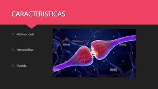 CARACTERISTICAS
 -Bidireccional
 -Inespecífica
 -Rápida
 