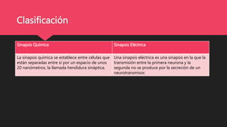 Clasificación
Sinapsis Química Sinapsis Eléctrica
La sinapsis química se establece entre células que
están separadas entre sí por un espacio de unos
20 nanómetros, la llamada hendidura sináptica.
Una sinapsis eléctrica es una sinapsis en la que la
transmisión entre la primera neurona y la
segunda no se produce por la secreción de un
neurotransmisor.
 
