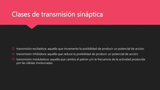 Clases de transmisión sináptica
 transmisión excitadora: aquella que incrementa la posibilidad de producir un potencial de acción;
 transmisión inhibidora: aquella que reduce la posibilidad de producir un potencial de acción;
 transmisión moduladora: aquella que cambia el patrón y/o la frecuencia de la actividad producida
por las células involucradas.
 