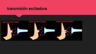 transmisión excitadora
 