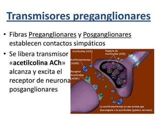 Transmisores preganglionares
• Fibras Preganglionares y Posganglionares
establecen contactos simpáticos
• Se libera transmisor
«acetilcolina ACh»
alcanza y excita el
receptor de neurona
posganglionares
 