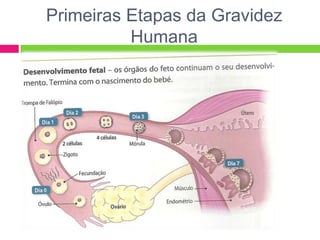 Primeiras Etapas da Gravidez
          Humana
 