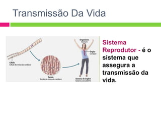 Transmissão Da Vida

                  Sistema
                  Reprodutor - é o
                  sistema que
                  assegura a
                  transmissão da
                  vida.
 