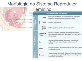 Morfologia do Sistema Reprodutor
            Feminino
 