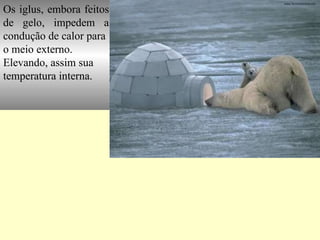 Os iglus, embora feitos de gelo, impedem a condução de calor para  o meio externo. Elevando, assim sua  temperatura interna. 