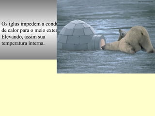 Os iglus impedem a condução
de calor para o meio externo.
Elevando, assim sua
temperatura interna.
 