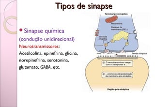 Sinapse química
(condução unidirecional)
Neurotransmissores:
Acetilcolina, epinefrina, glicina,
norepinefrina, serotonina,
glutamato, GABA, etc.
Tipos de sinapseTipos de sinapse
 