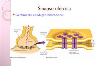 Sinapse elétrica
Geralmente condução bidirecional
 