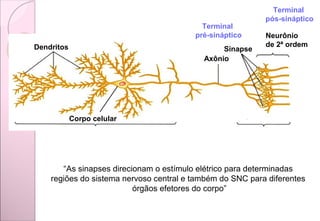 Dendritos
Corpo celular
Axônio
Sinapse
Neurônio
de 2ª ordem
“As sinapses direcionam o estímulo elétrico para determinadas
regiões do sistema nervoso central e também do SNC para diferentes
órgãos efetores do corpo”
Terminal
pré-sináptico
Terminal
pós-sináptico
 