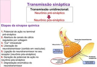 Transmissão unidirecional:
Neurônio pré-sináptico
Neurônio pós-sináptico
Etapas da sinapse química
1. Potencial de ação no terminal
pré-sináptico
2. Abertura de canais de cálcio
regulados por voltagem
3. ↑Ca2+
intracelular
4. Liberação do
neurotransmissor (contido em vesículas)
5. Ligação do neurotransmissor no seu
receptor (neurônio pós-sináptico)
6. Geração de potencial de ação no
neurônio pós-sináptico
7. Degradação enzimática do
neurotransmissor
Transmissão sináptica
 