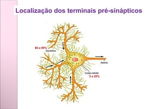 Localização dos terminais pré-sinápticos
80 a 90%
5 a 20%
 