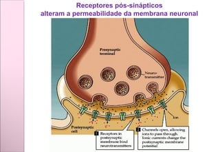 Receptores pós-sinápticos
alteram a permeabilidade da membrana neuronal
 